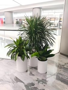 宁波余姚植物租赁价格